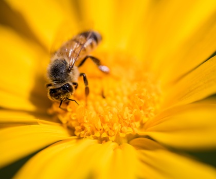 Continua il progetto per l'ambiente “Adotta un alveare”
